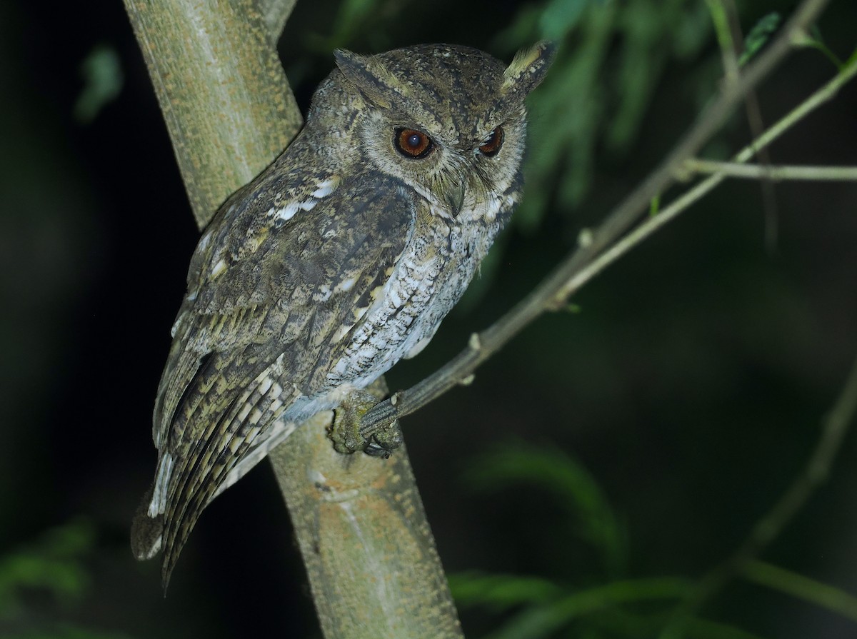 Moluccan Scops-Owl (Moluccan) - ML638480842