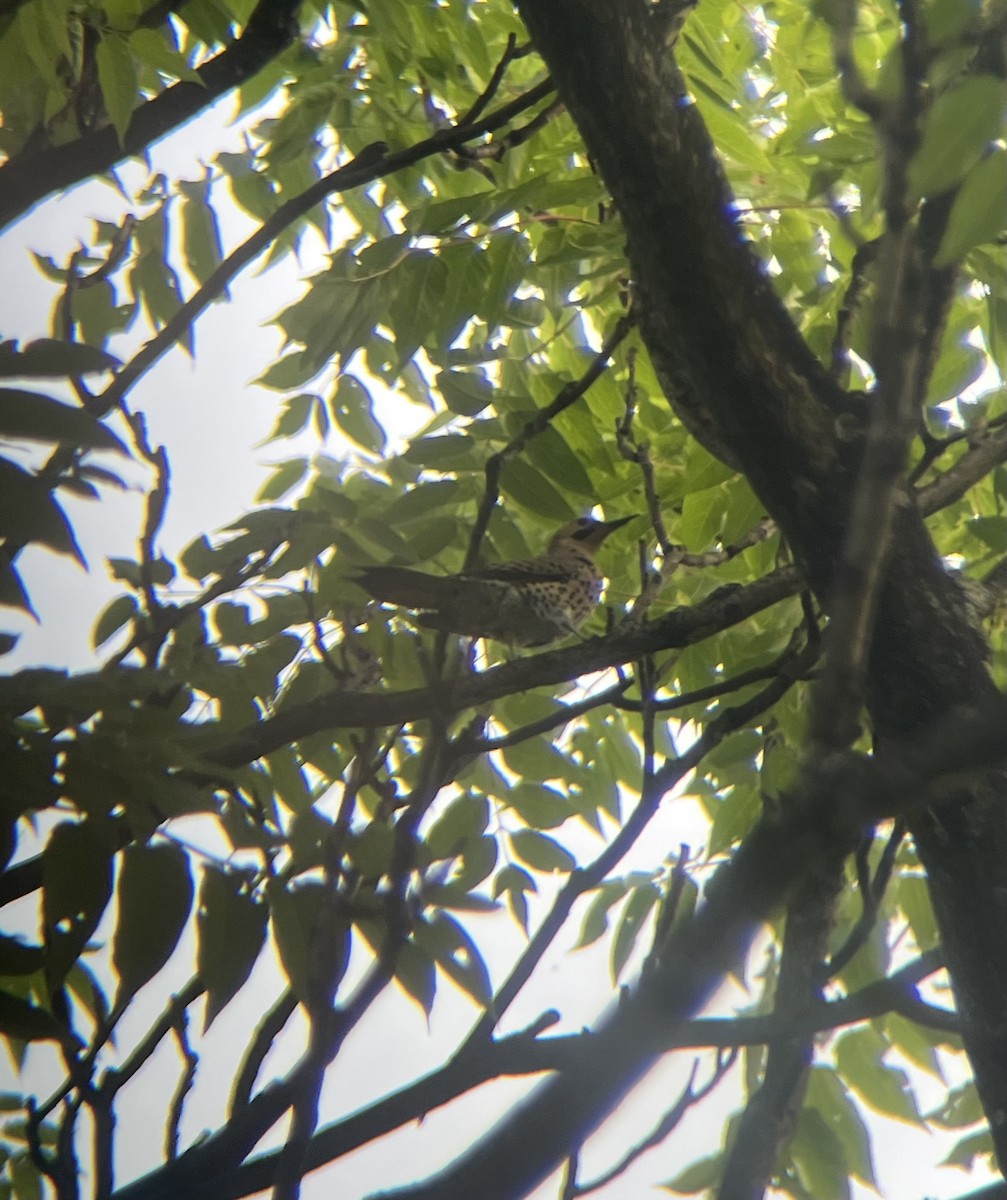 Northern Flicker - ML638480845