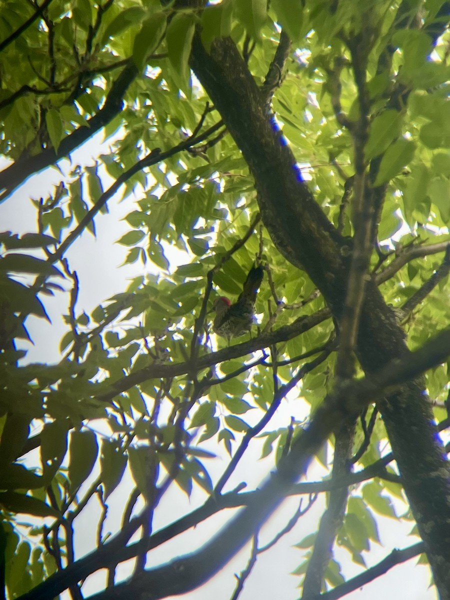 Northern Flicker - ML638480846