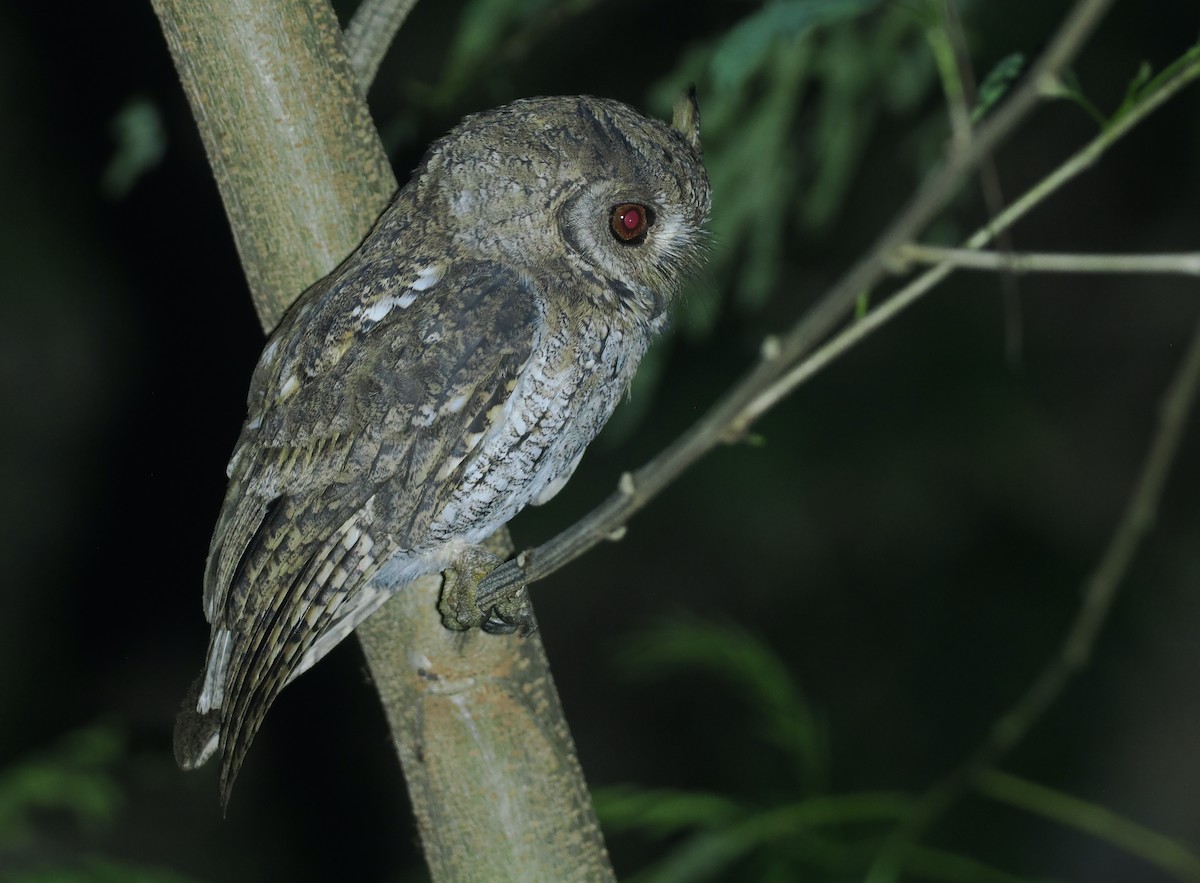 Moluccan Scops-Owl (Moluccan) - ML638480849
