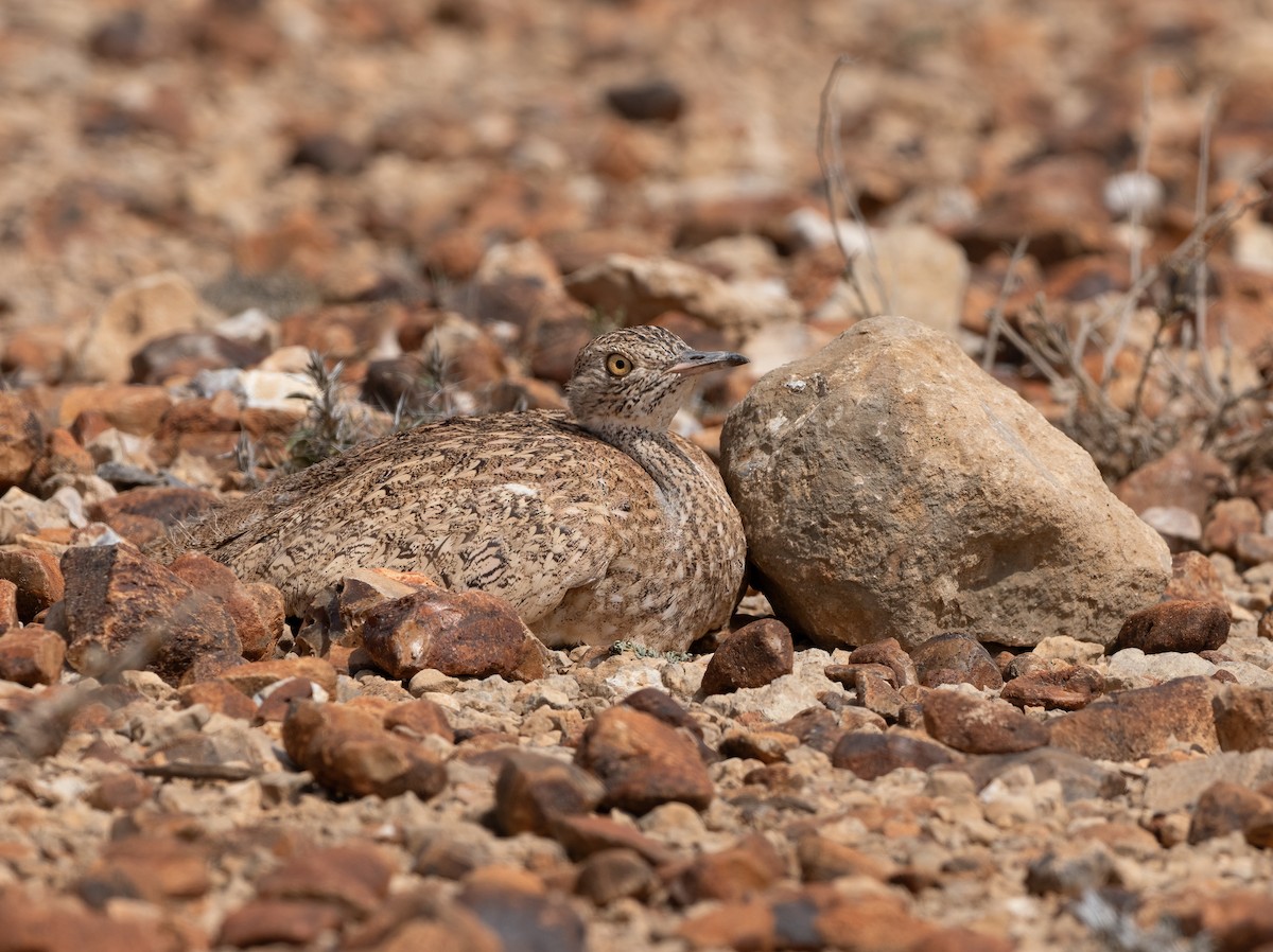 Sisón Somalí - ML638480859