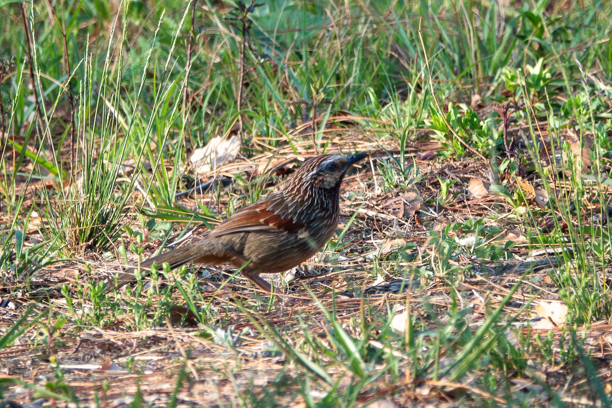 Striped Laughingthrush - ML638480923