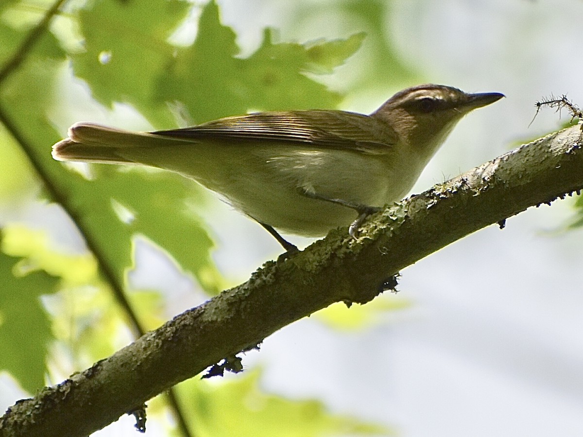 Red-eyed Vireo - ML638480951
