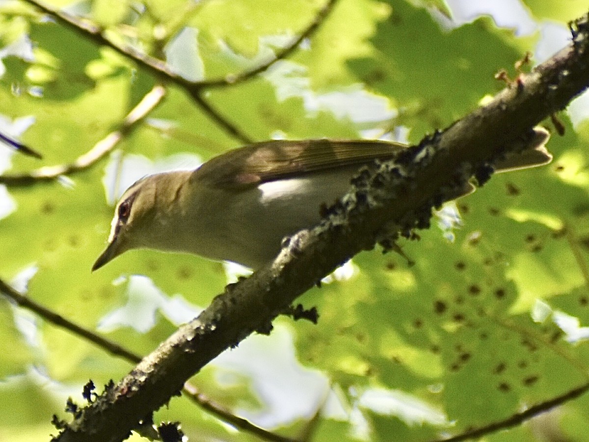 Red-eyed Vireo - ML638480952