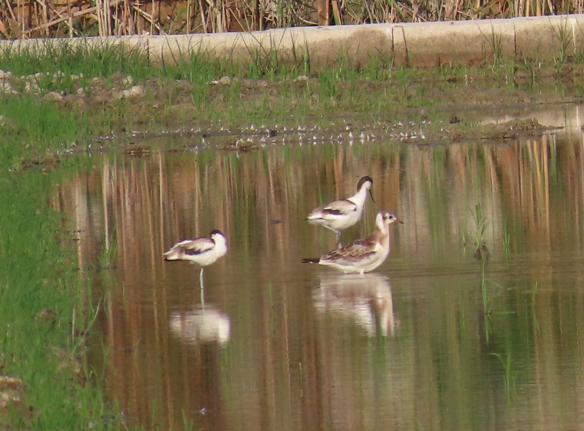 Pied Avocet - ML638480958