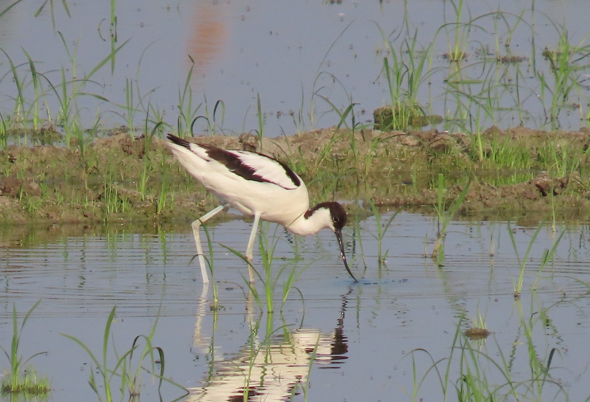 Pied Avocet - ML638480959