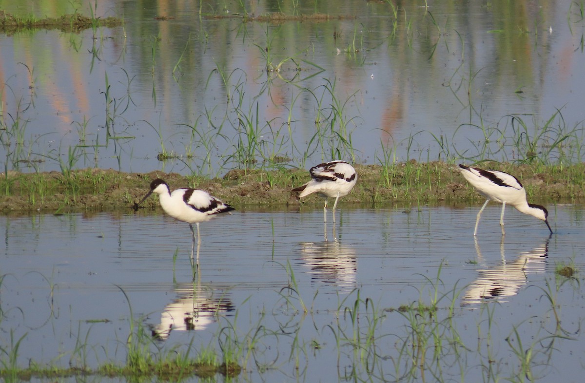 Pied Avocet - ML638480961