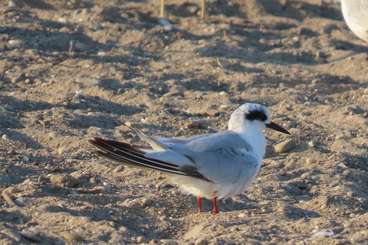 Forster's Tern - ML638480969