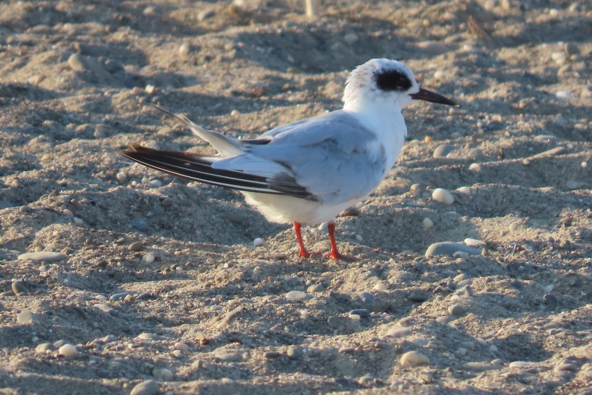 Forster's Tern - ML638480970