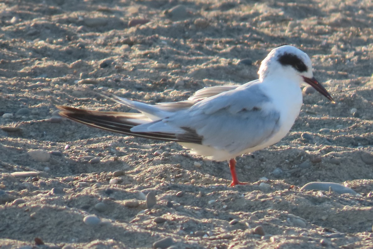 Forster's Tern - ML638480971