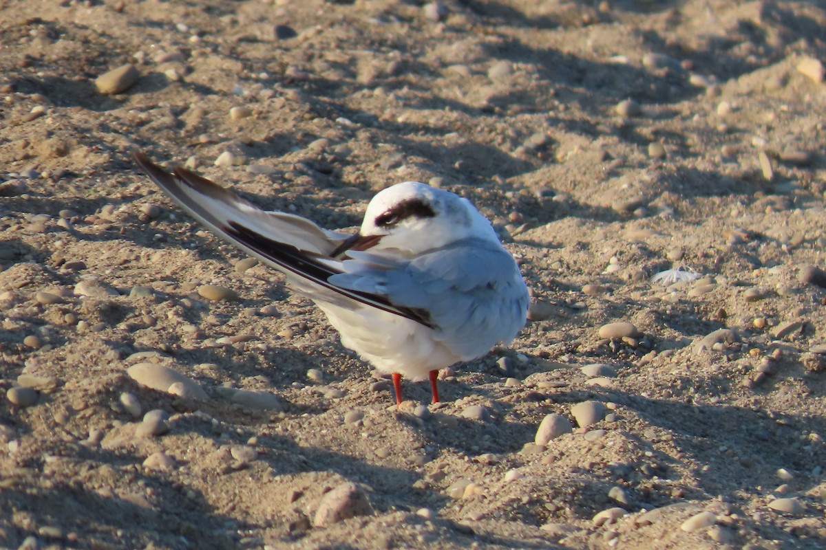 Forster's Tern - ML638480972
