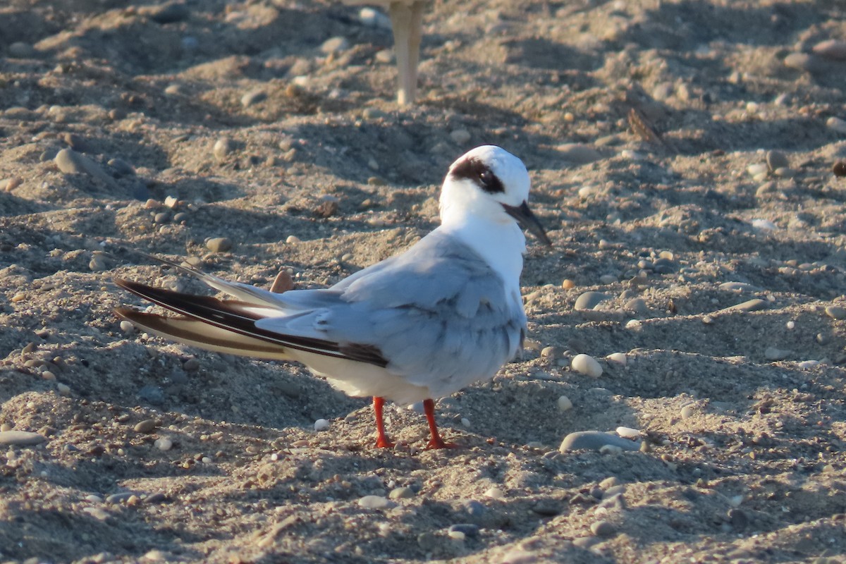 Forster's Tern - ML638480973