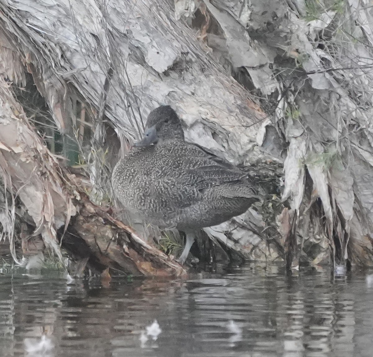 Freckled Duck - ML638480978