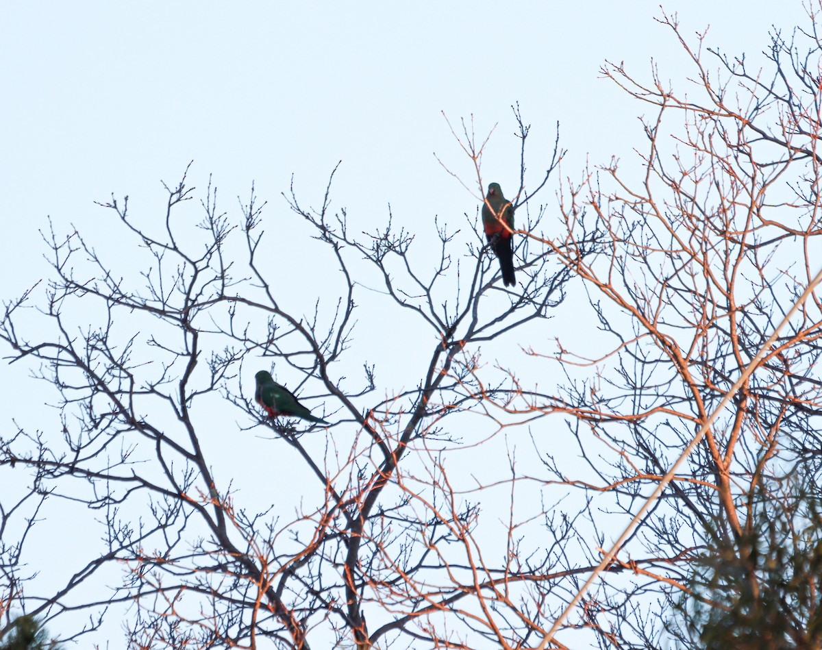Australian King-Parrot - ML638481088