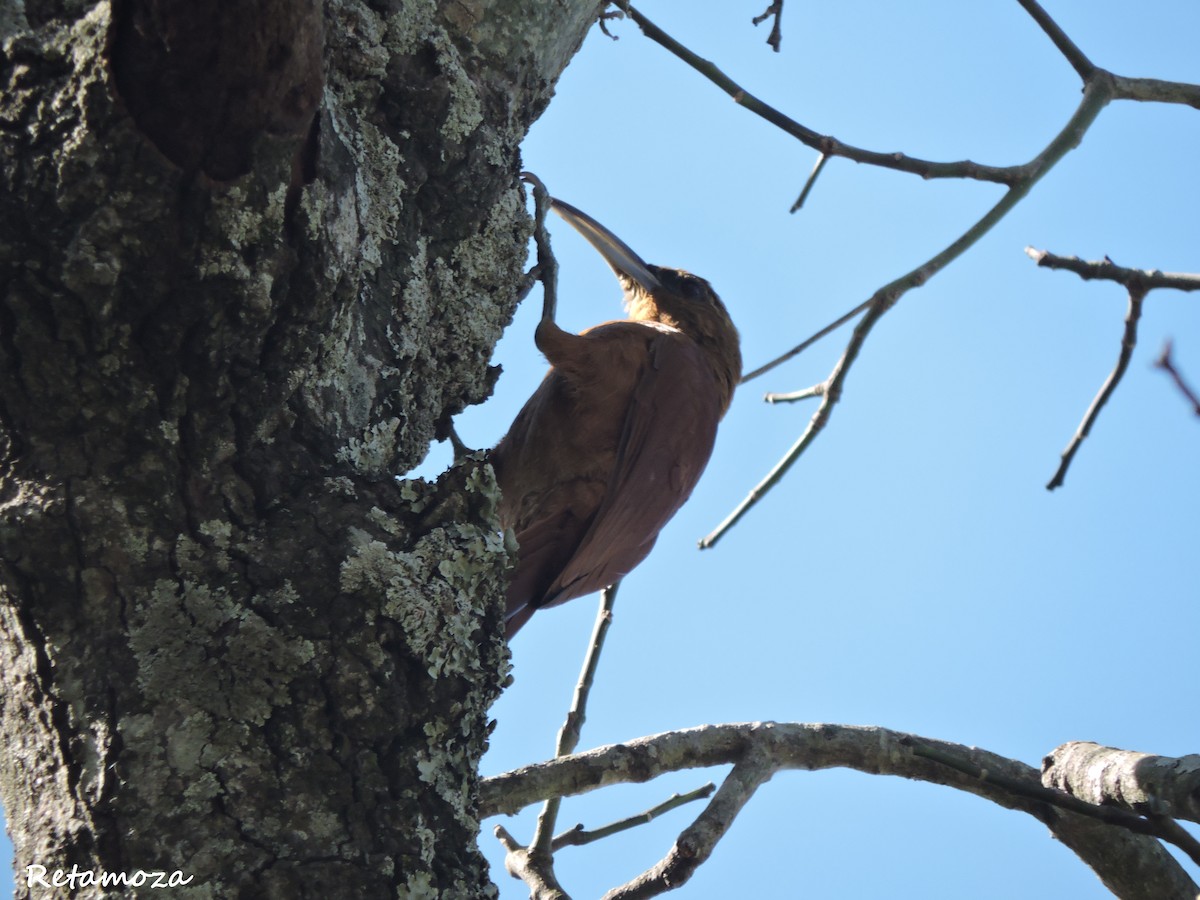 Great Rufous Woodcreeper - ML63848111