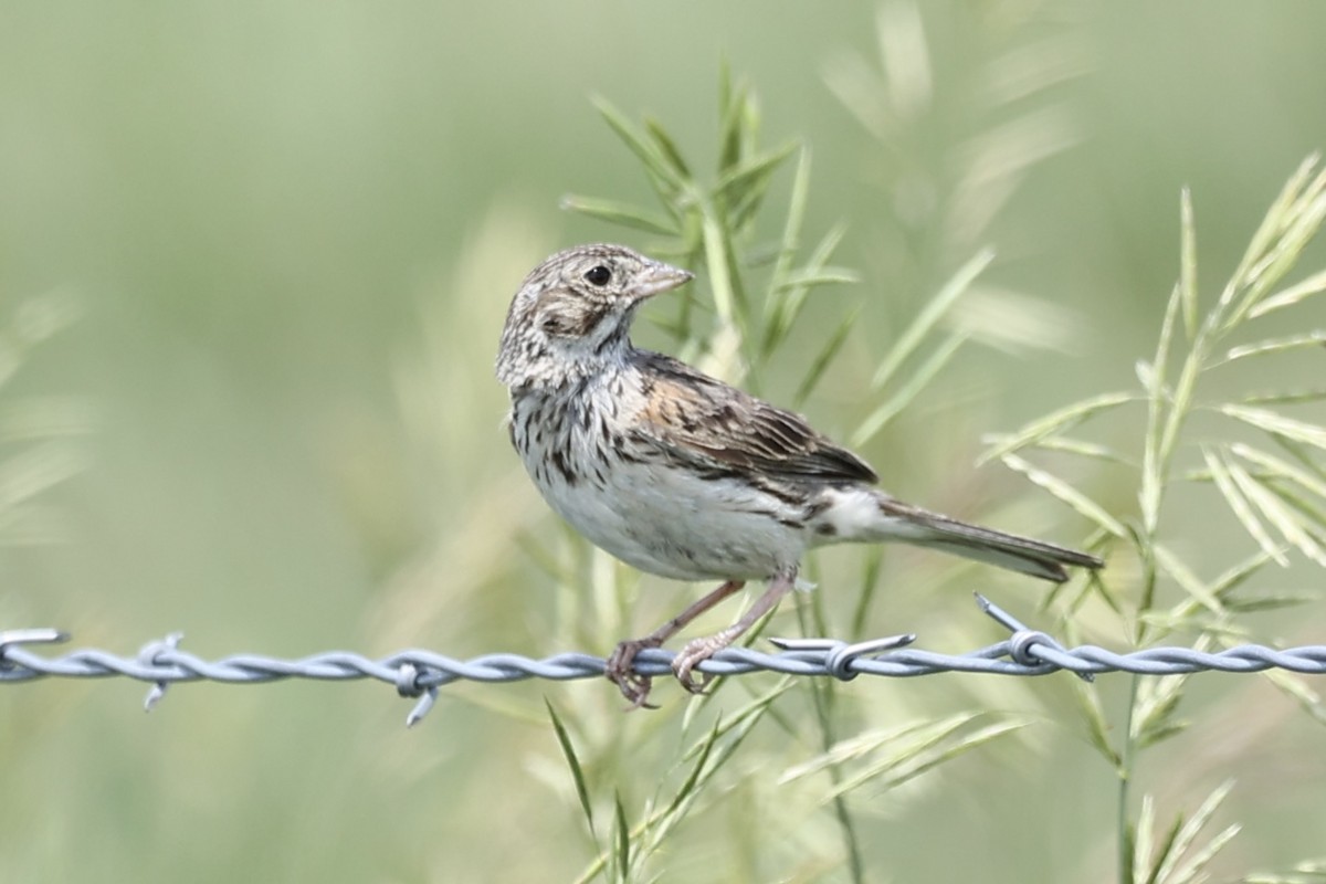 Vesper Sparrow - ML638481117