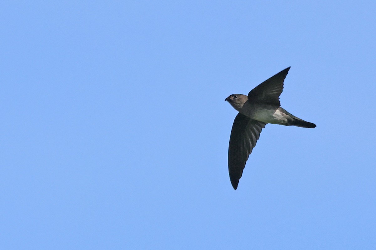 Cave Swiftlet - ML638481131