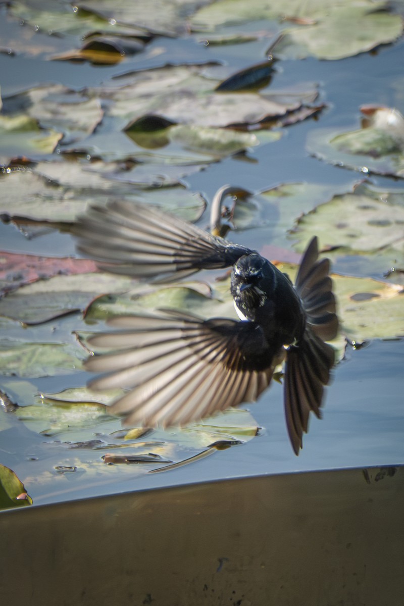 Willie-wagtail - ML638481136