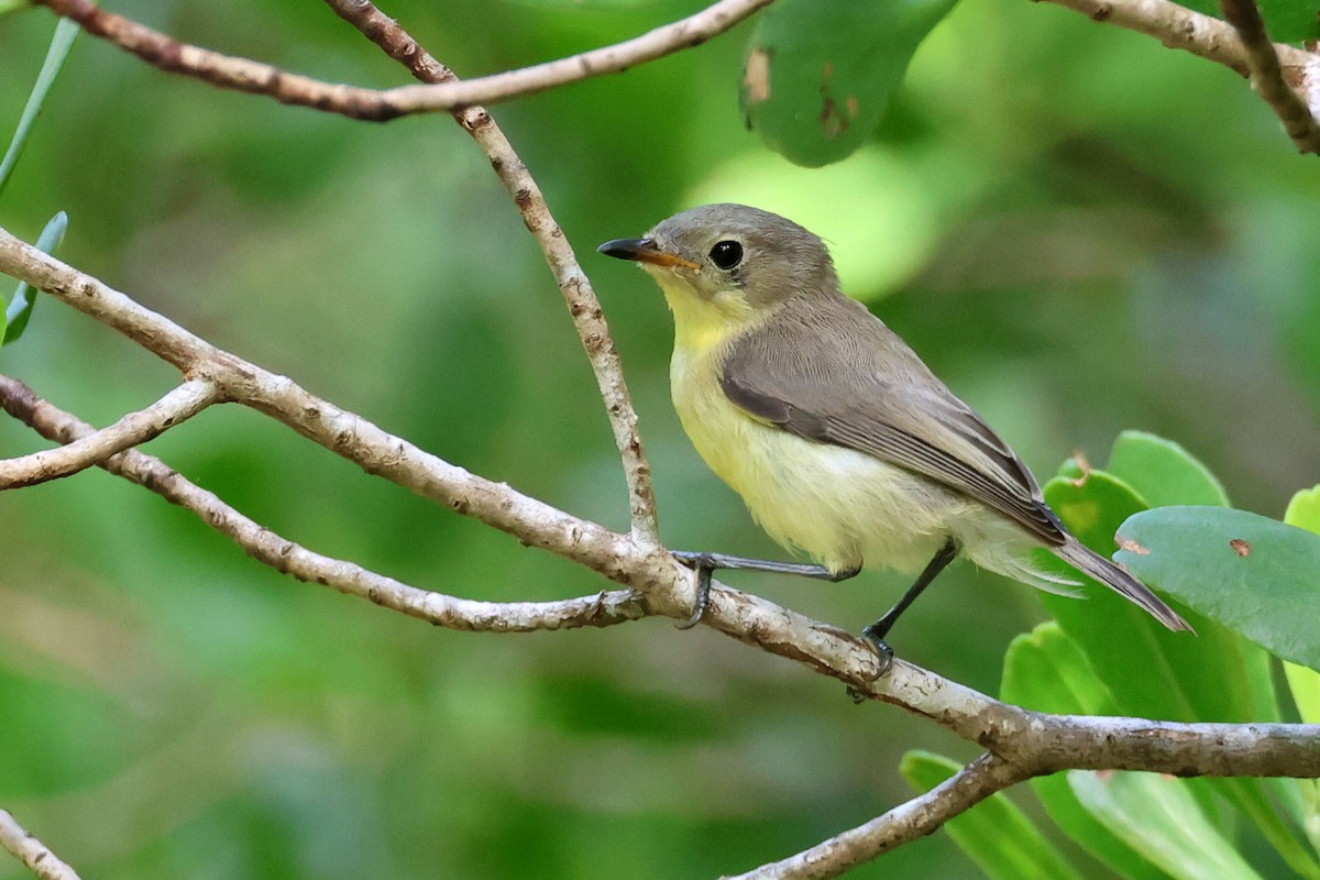 Golden-bellied Gerygone - ML638481163