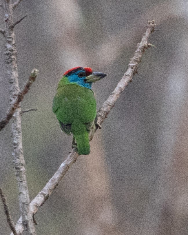 Blue-throated Barbet - ML638481164
