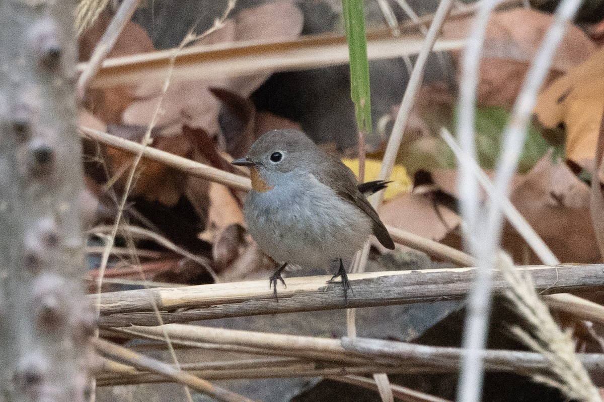 Taiga Flycatcher - ML638481172