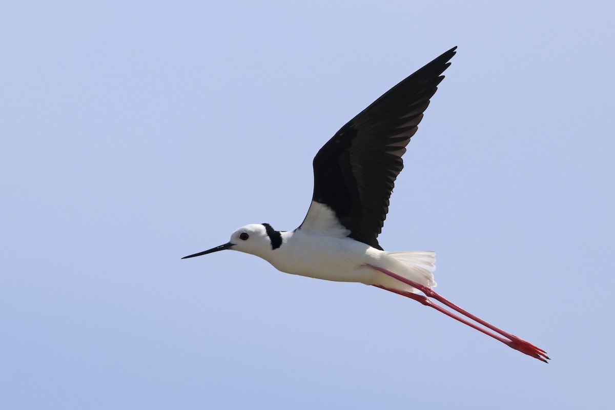 Pied Stilt - ML638481177