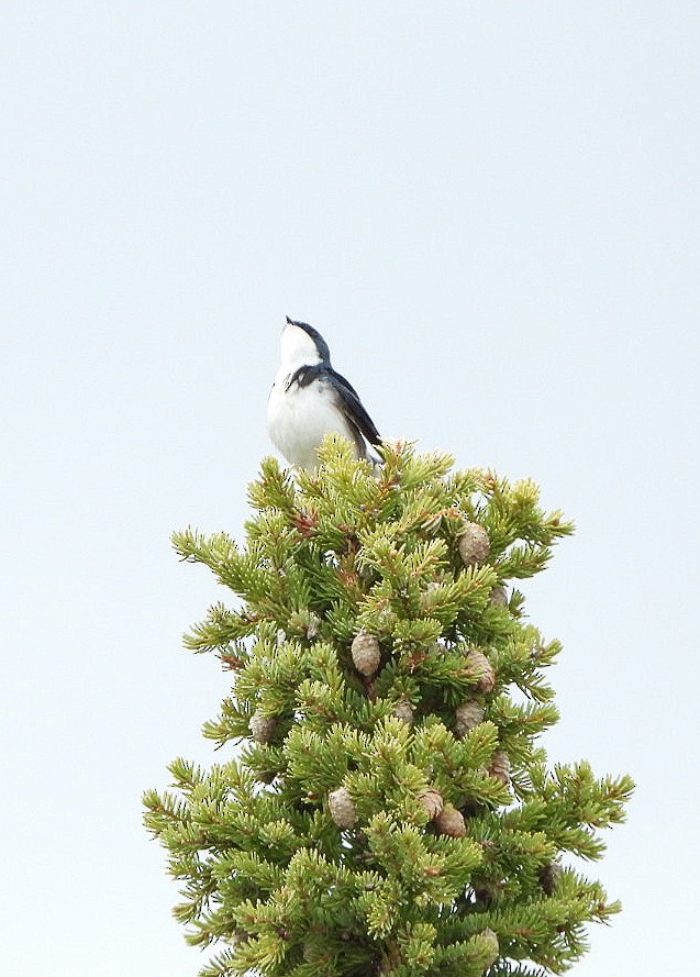 Tree Swallow - ML638481192