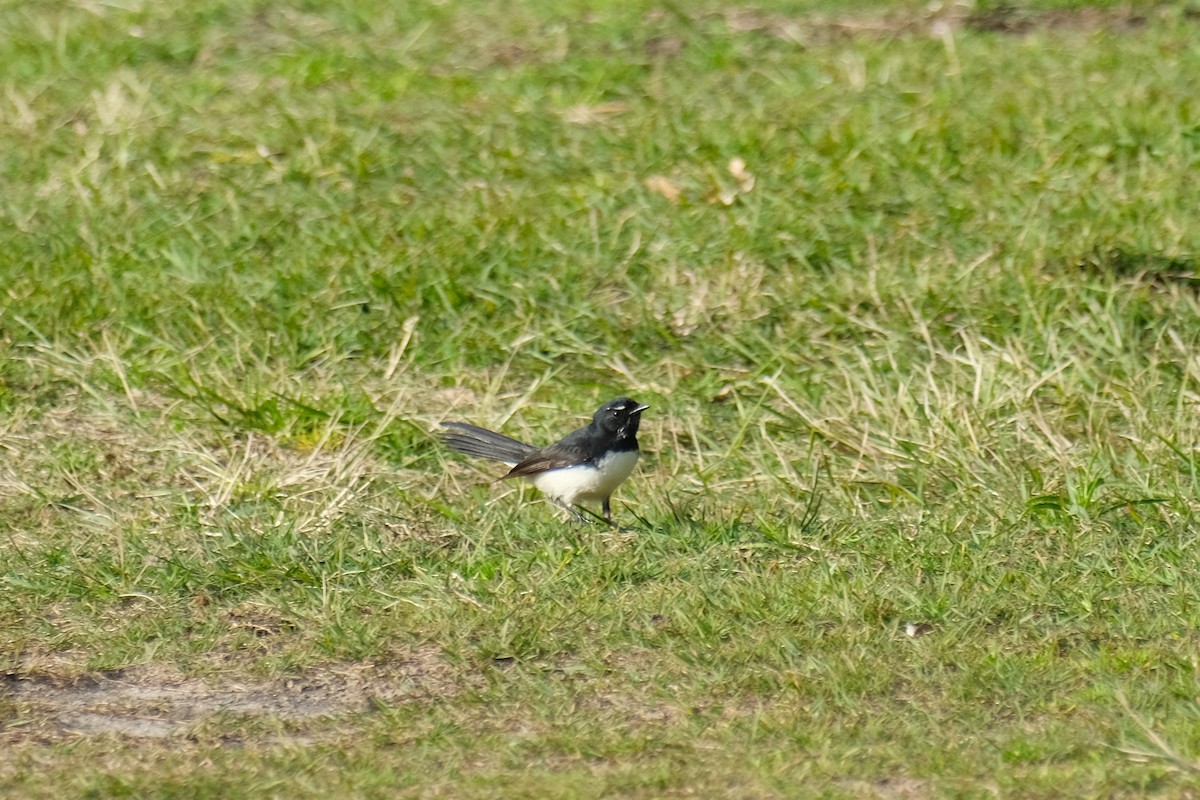 Willie-wagtail - ML638481193
