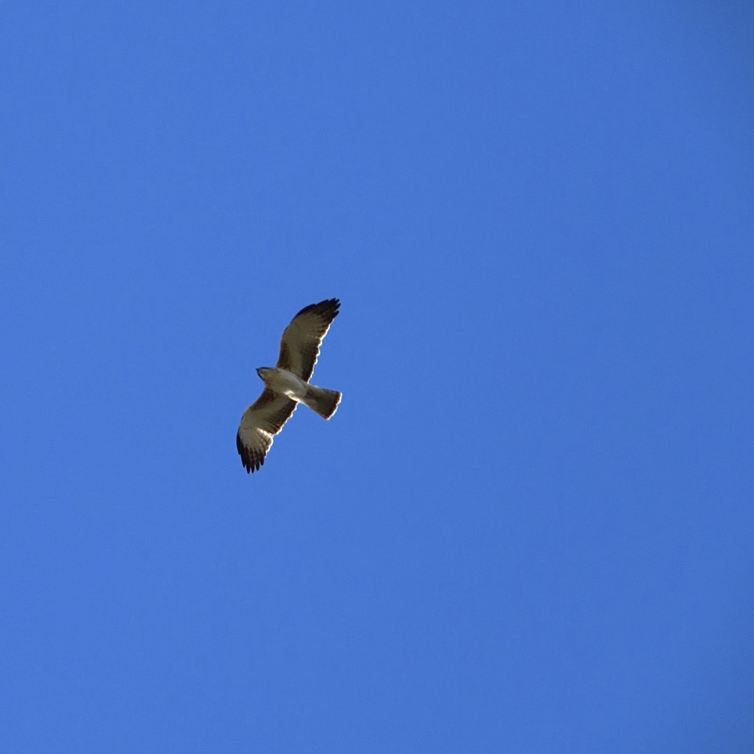 Little Eagle - ML638481223