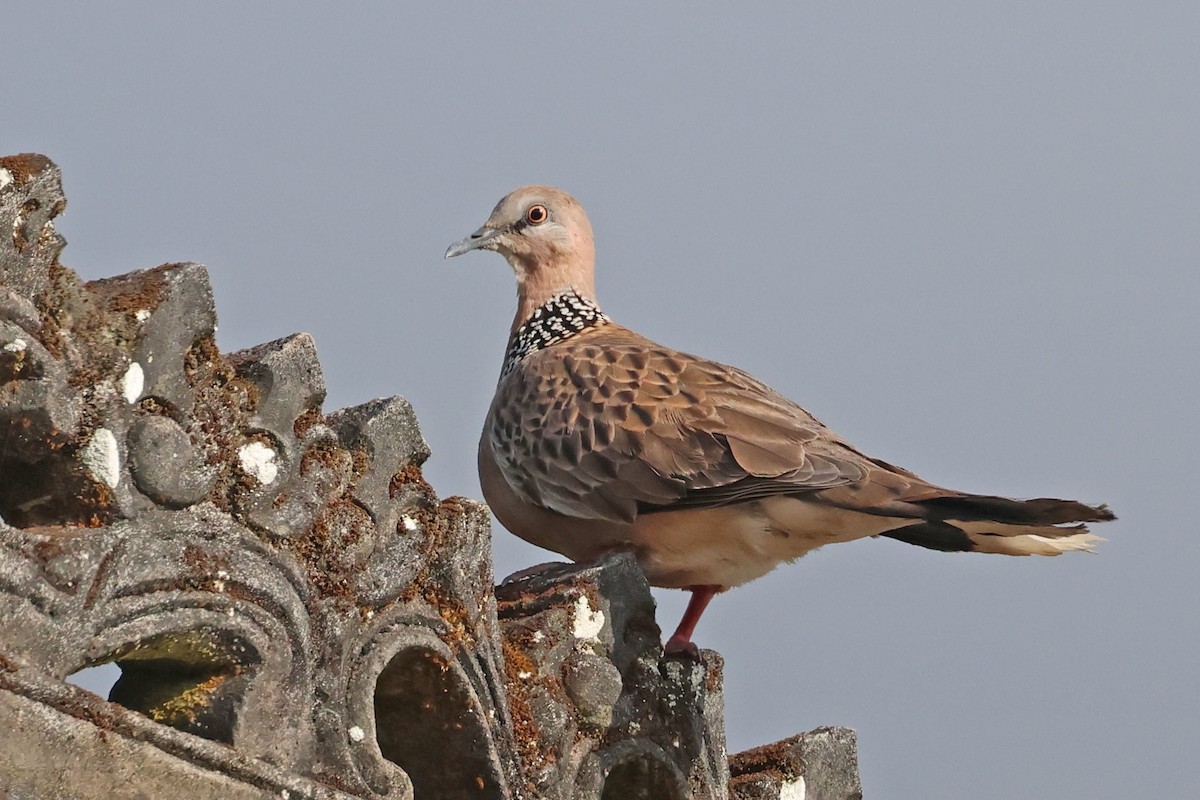 Spotted Dove (Eastern) - ML638481229