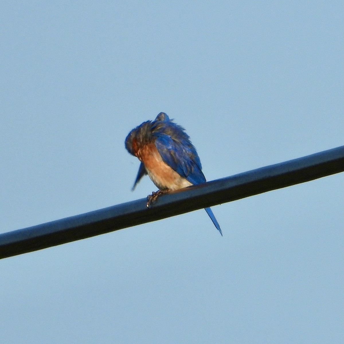 Eastern Bluebird - ML638481230