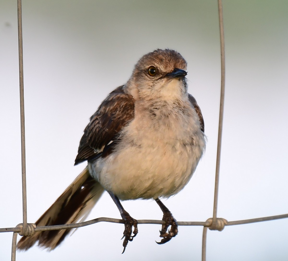 Northern Mockingbird - ML638481249