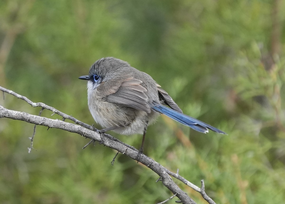 Mérion à gorge bleue - ML638481259
