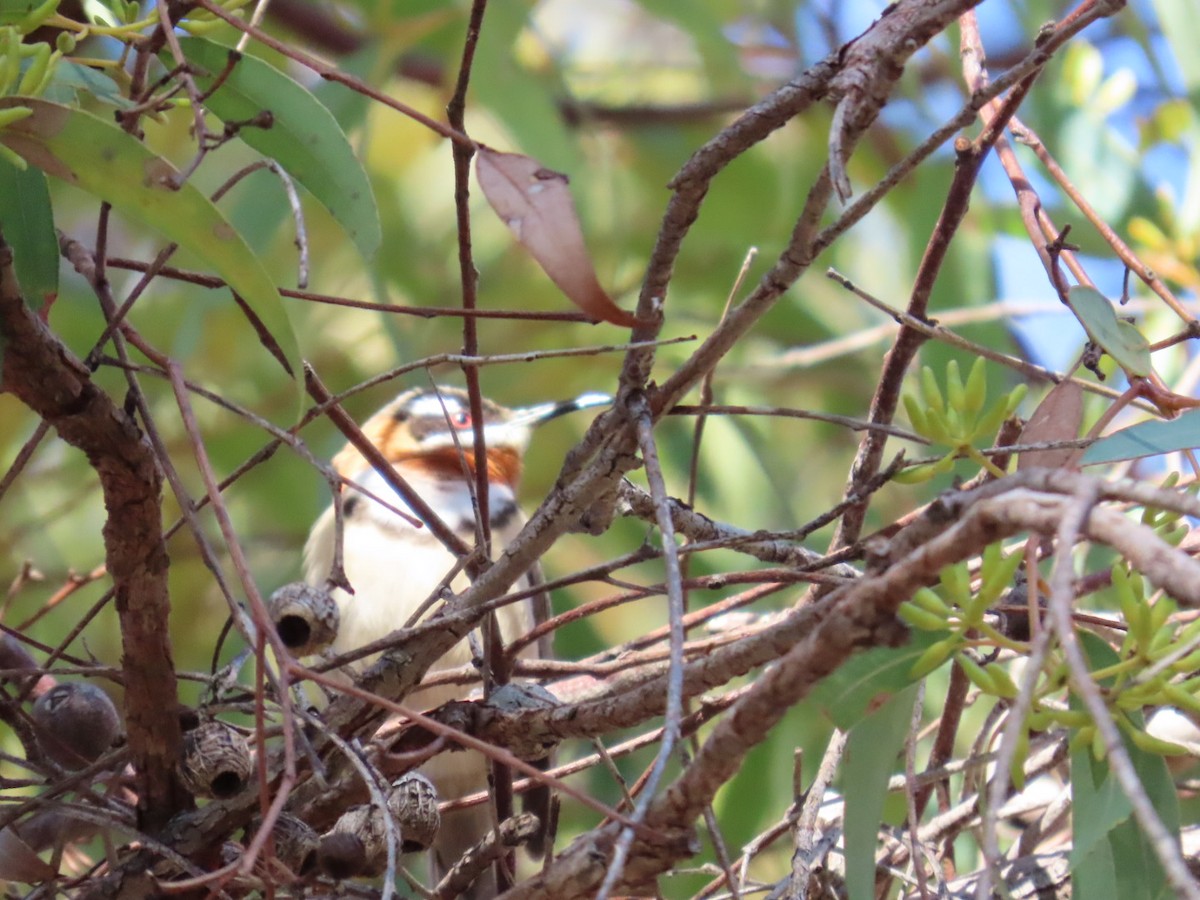 Western Spinebill - ML638481264