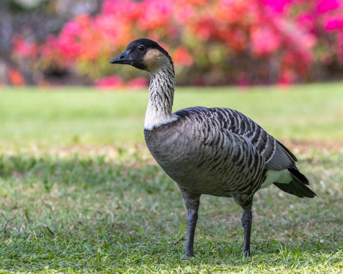 Hawaiian Goose - ML638481278