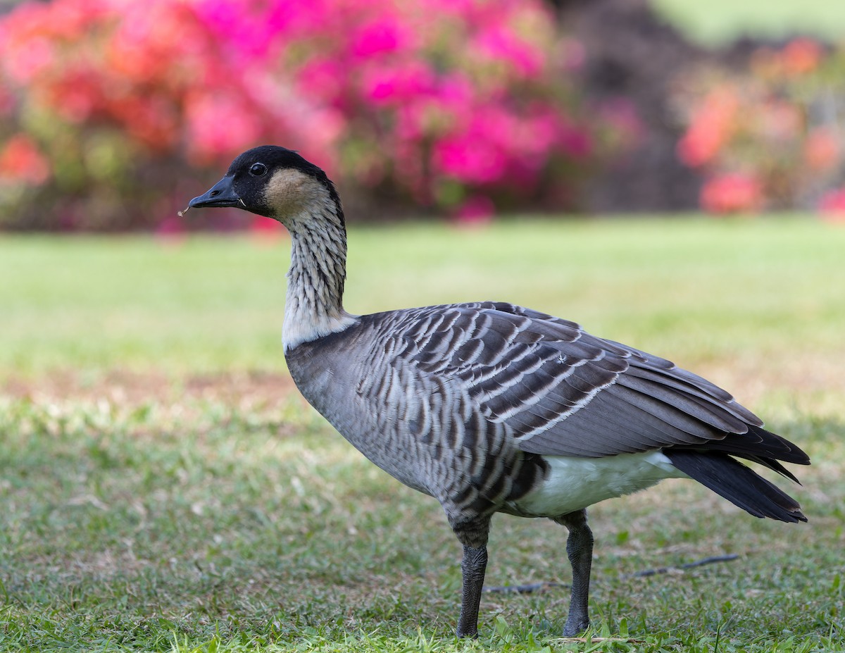 Hawaiian Goose - ML638481280