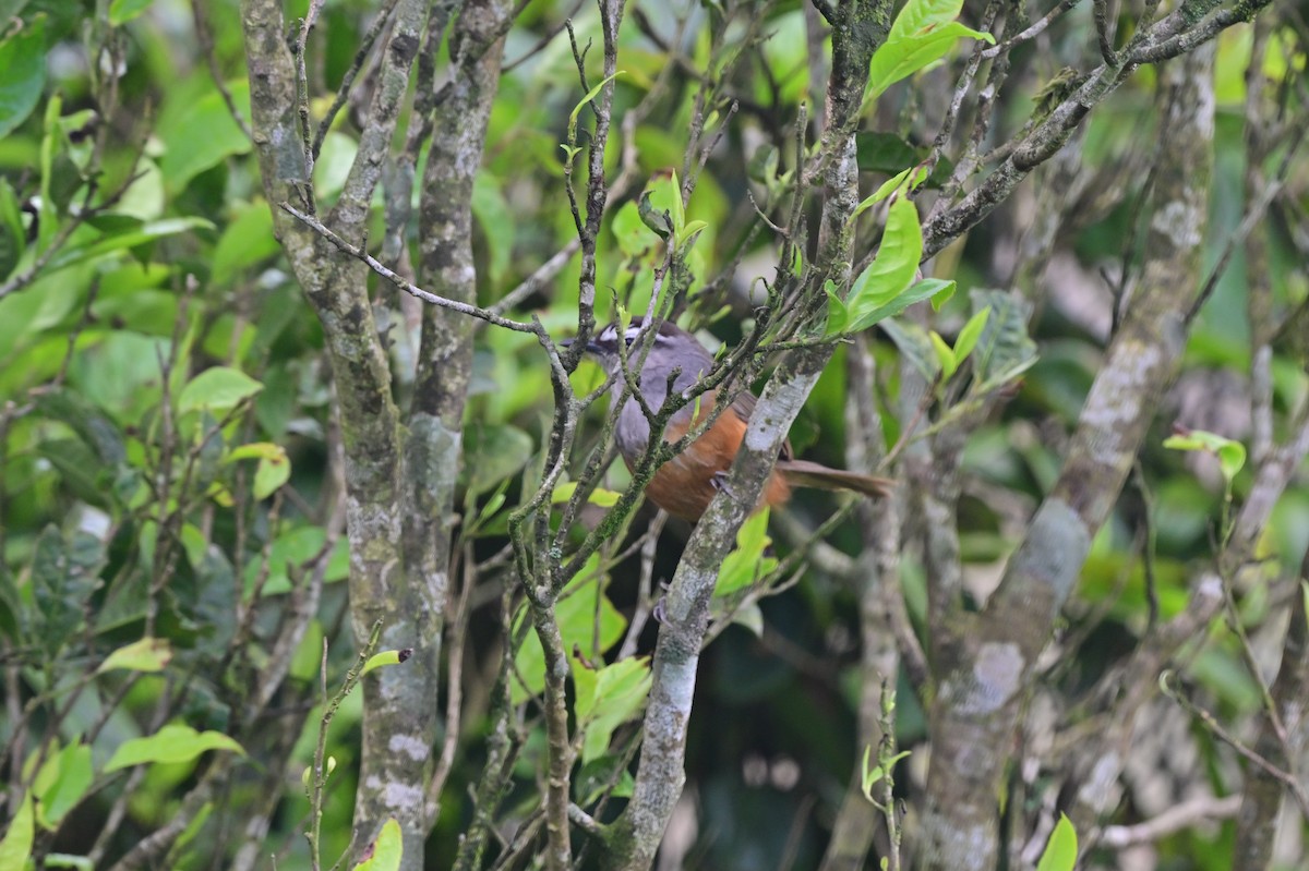 Palani Laughingthrush - ML638481287