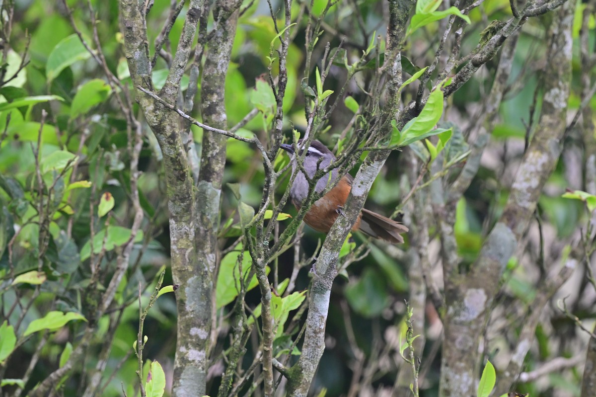Palani Laughingthrush - ML638481291