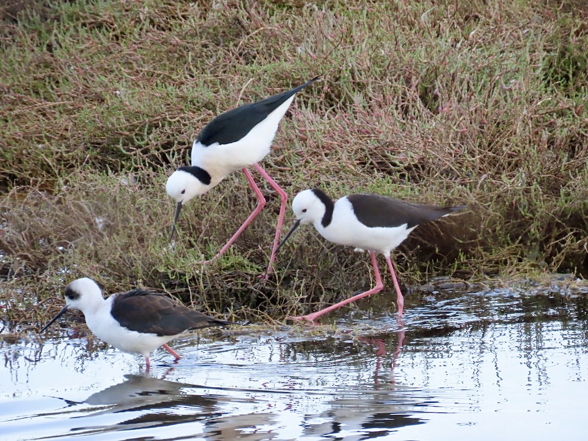Pied Stilt - ML638481295