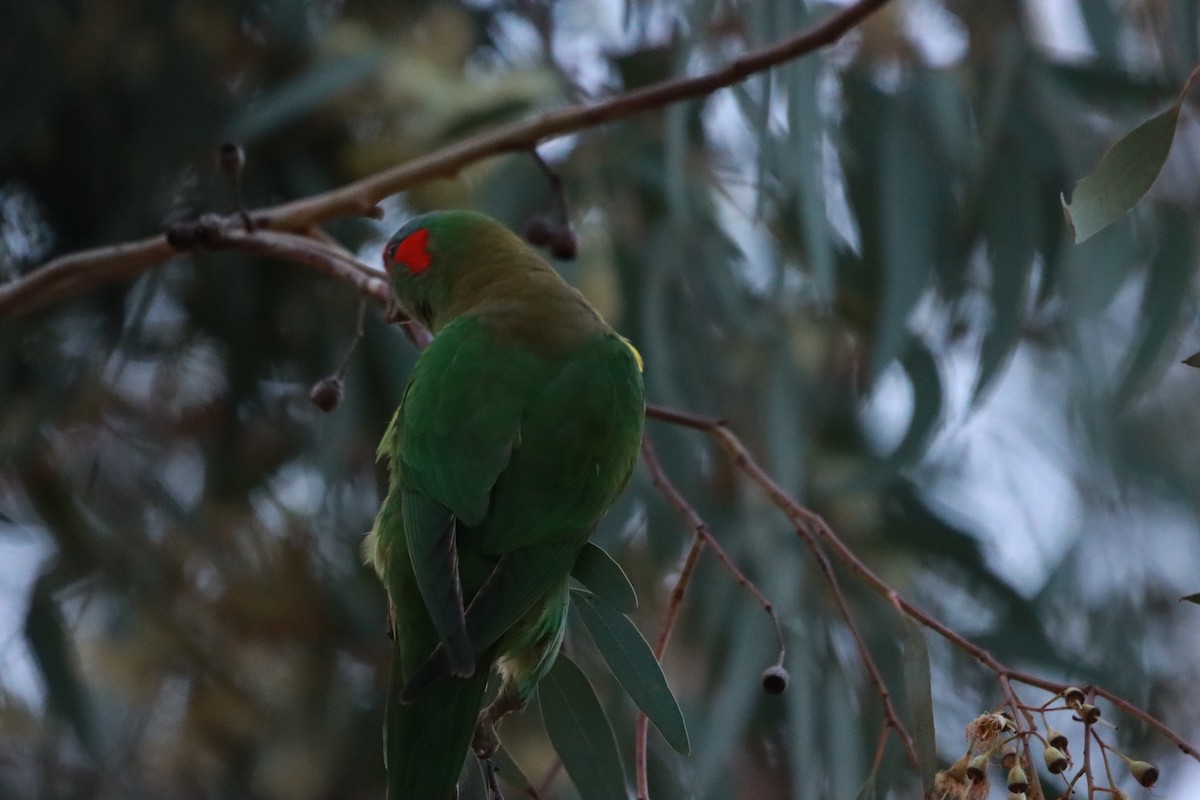 Musk Lorikeet - ML638481302