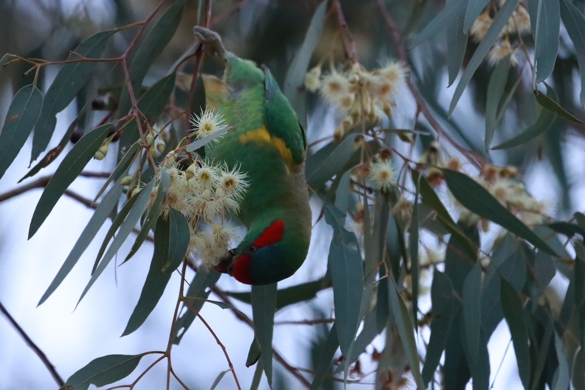 Musk Lorikeet - ML638481303