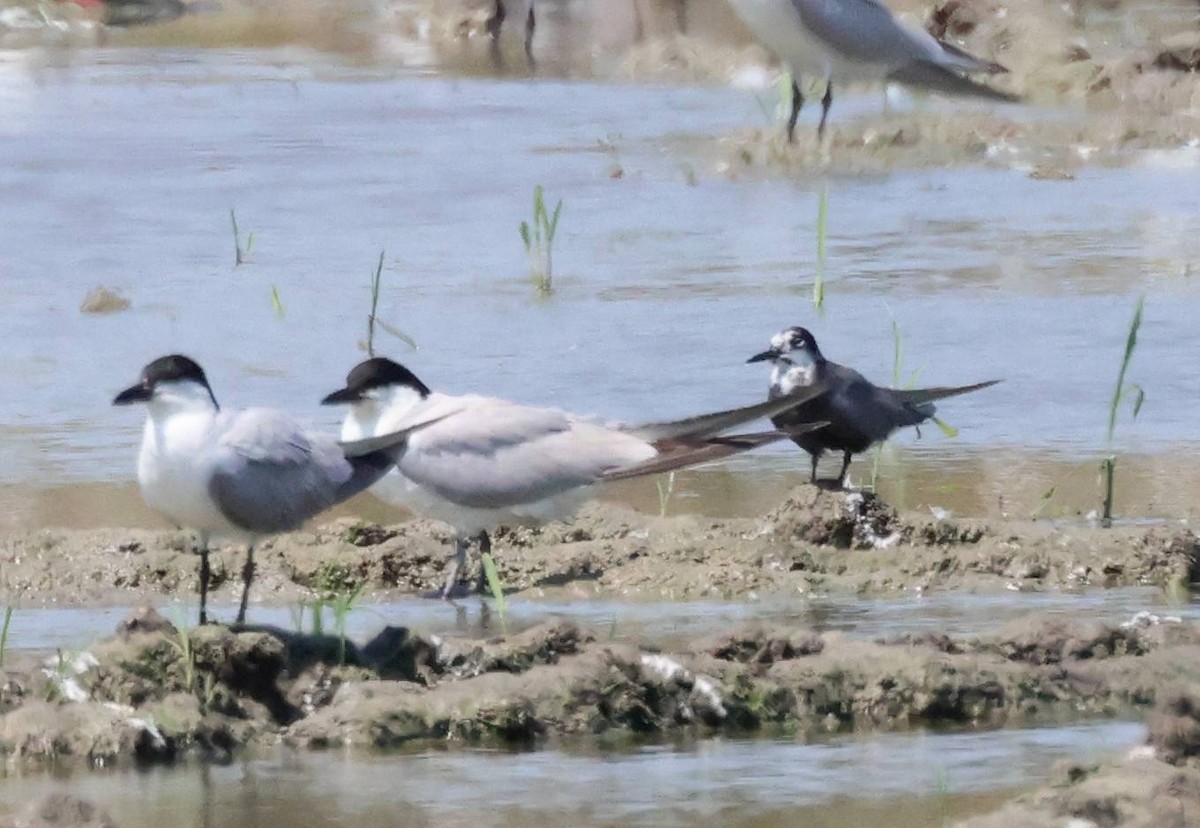 Black Tern - ML638481306