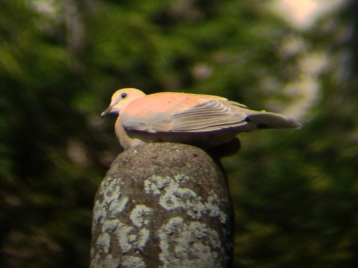 African Collared-Dove - ML638481307