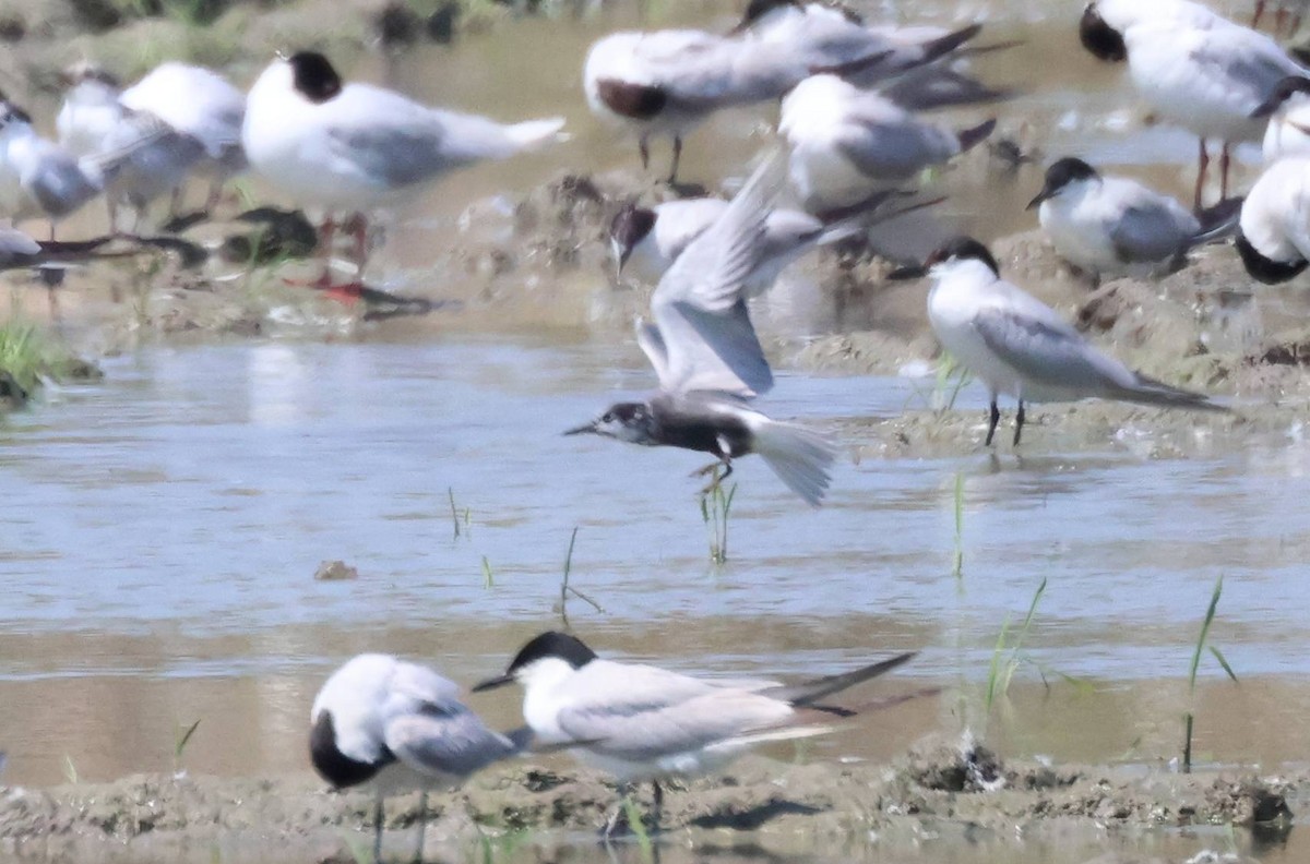 Black Tern - ML638481308