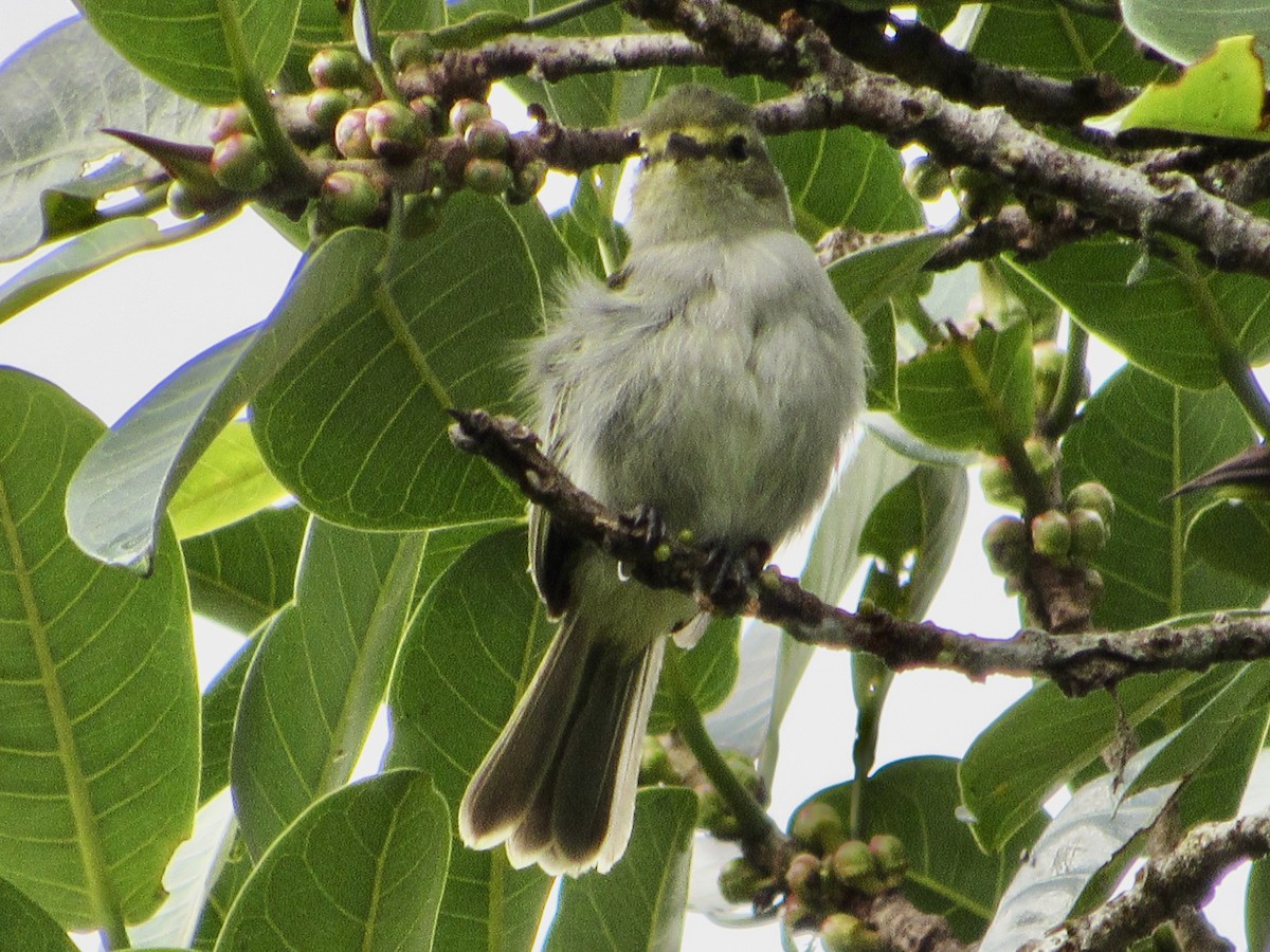 Golden-faced Tyrannulet - ML638481311
