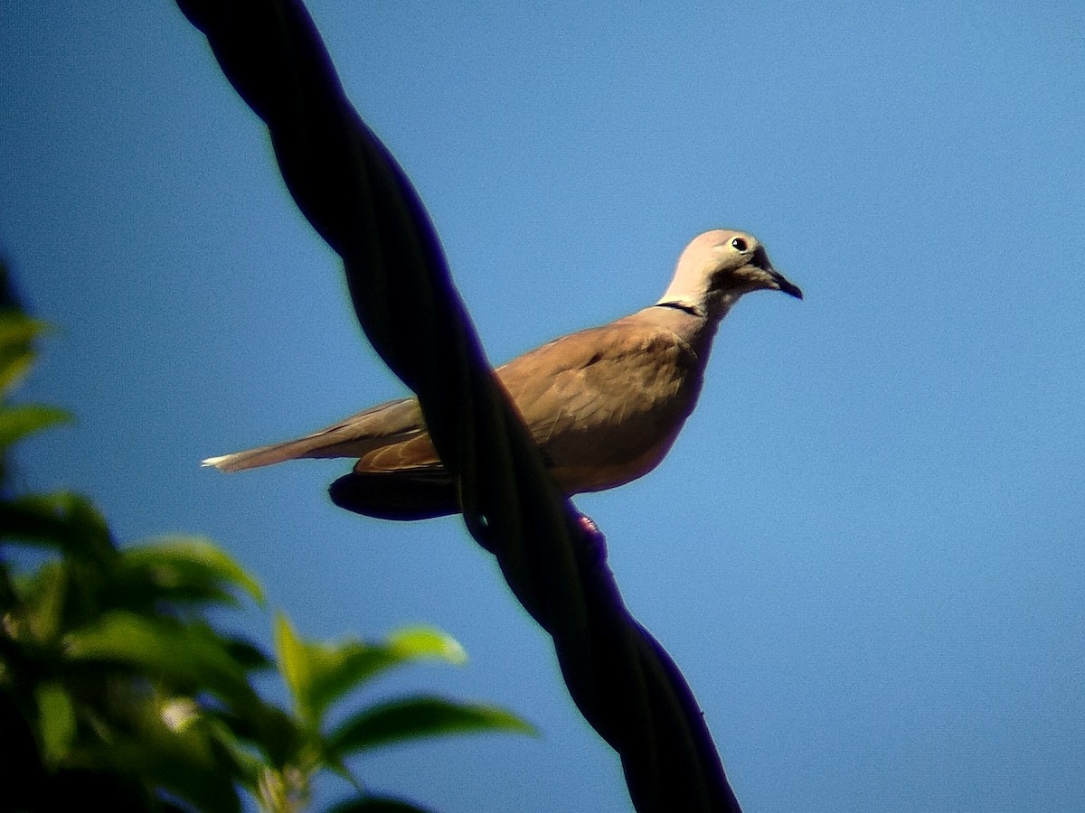 African Collared-Dove - ML638481319
