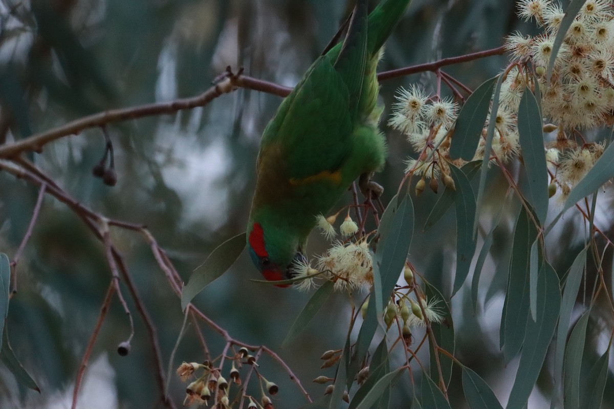 Musk Lorikeet - ML638481321