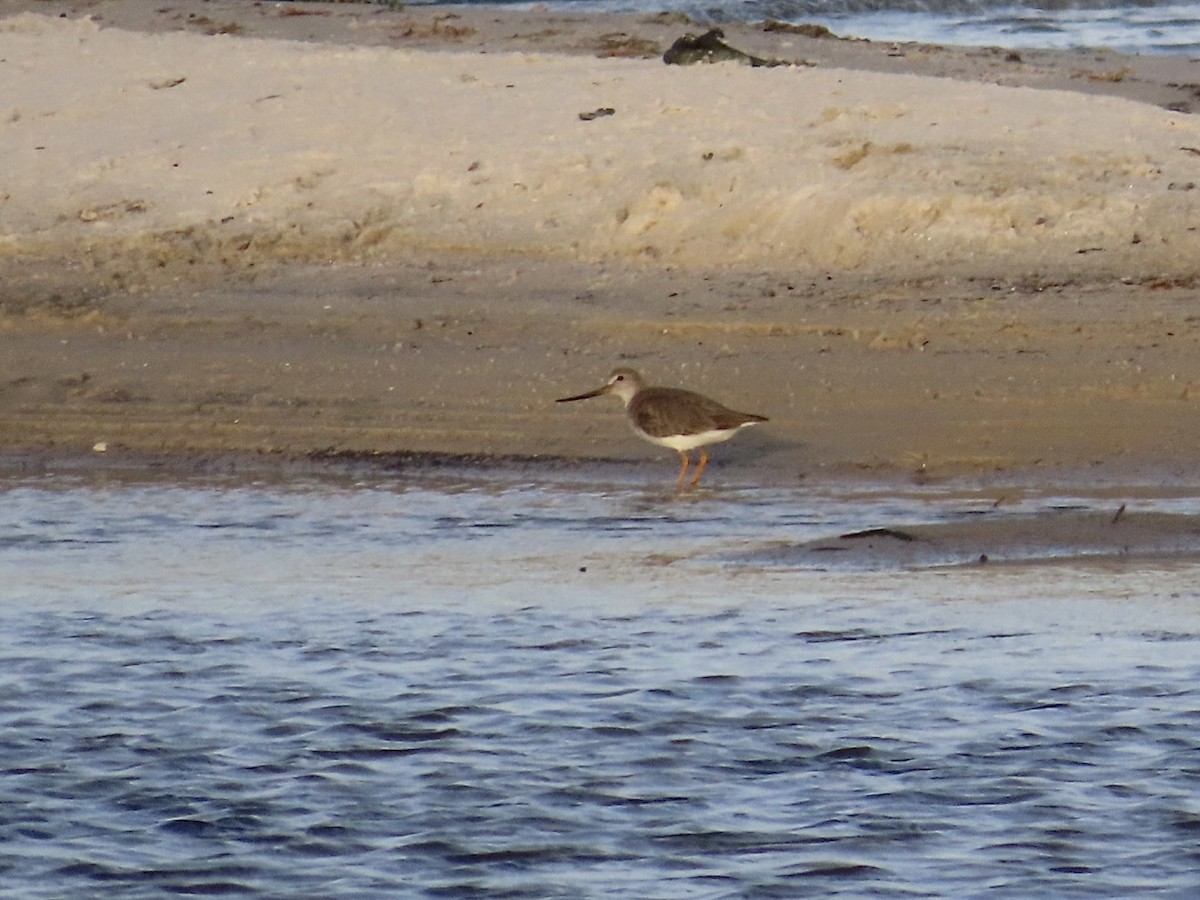 Terek Sandpiper - ML638481324