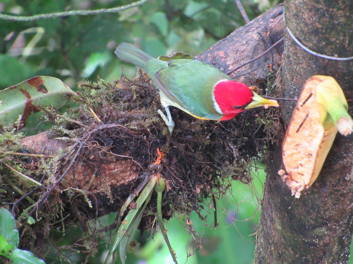 Red-headed Barbet - ML638481325