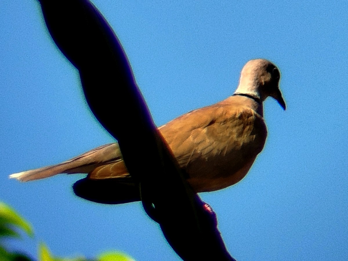 African Collared-Dove - ML638481341